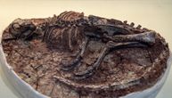 Džinovske kandže, više od 70 zuba i 2 noge: „Ličio je na pernatog medveda!“ Nova vrsta dinosaurusa