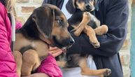 Neko je oterao njihovu majku jer je bila skotna: Četiri kuce osvojile sva srca i još traže budući dom