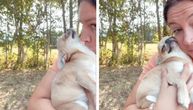 Slatka i mazna čivava začas pokaže svoje pravo lice: Pogledajte kako se ponaša ovo "jaje sa nogama"