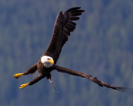 Beloglavi orao / bald eagle Alaska