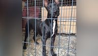 Hugo ne treba da ostane u mraku: Kolima udaren u glavu, ljudi ga mlatili metlama, drugi psi ujedali