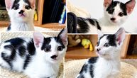 Udomljava se Ljubica Bubica Hića Kića: Tajna nadimka ove crno-bele mačke krije se u šari ispod njenog nosa!