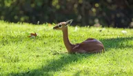 „Mama, gledaj kako brzo trčim”: Ako ne znate ko je gerenuk, pogledajte "zumi" jurnjavu u San Dijegu
