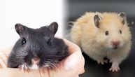 Gerbil traži posebnog cimera, hrčak voli samoću: Pripazite da u kavezu ne napravite OVU GREŠKU