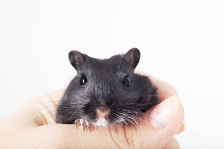 Gerbil