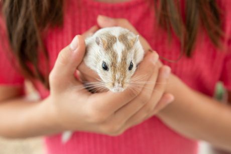 Gerbil