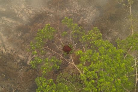Orangutani Borneo