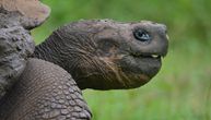 Kornjača sa Galapagosa prvorotka u 93. godini: Mami i Abrazo proslavili prvi rođendan svoje 16 dece