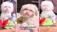 Njemu ne treba nijedan trik: Čupavi albino pas bledoplavih očiju pogledom "skrozira" mreže i svet