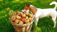Pas je halapljivo jeo trule jabuke i kruške: Ne čekajte da počne da se tetura, odmah ga vodite veterinaru!