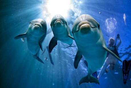 Delfini