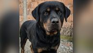 Izbačena iz kuće jer je jurila kokoške: Trogodišnja rotvajlerka iz azila u Petrovcu na Mlavi traži dom