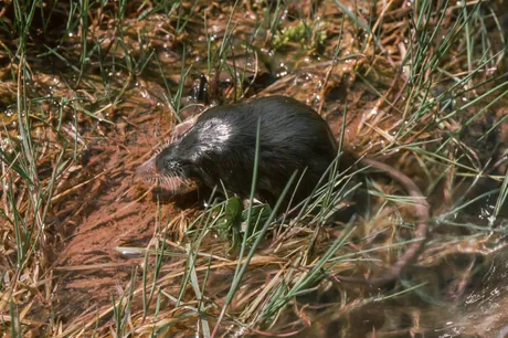 Pyrenean desman