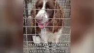 Foster, lečenje, šišanje: Volonteri pokrenuli veliku kampanju, svi možemo pomoći psima iz azila