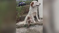 Pas je spasao napušteno mače, a onda ih je sudbina surovo razdvojila: Priča o Mimi i Malom kida dušu