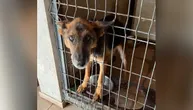 Patnja iz ovog pogleda baš mnogo boli: Pretužna ženka u azilu odbija hranu i nema gde da se oporavi
