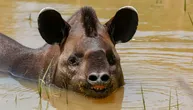 Bolne kolike odnele Zevsa: Jedanaestogodišnji tapir bio jedini mužjak u parku na ostrvu Men