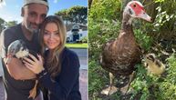 Tužna patka 34 dana sedela u praznom gnezdu: Nigde jaja, a onda su pačići počeli da pristižu