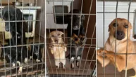 Zima stiže, oni čekaju: Mali i veliki, ženke i štenci, psi iza žica azila sa nadom i bujicom suza u očima