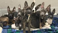 Čudno leglo stiglo u azil: Štenci imaju uši malinoe, boju pitbula i brade kao dudl, čeka se rezultat DNK