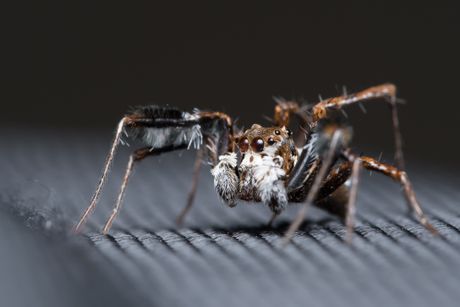 Portia fimbriata
