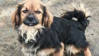 Mrva je najmanji pas u azilu i živi iza hladnih rešetaka: Ne dopustite da dočeka zimu na ovom mestu