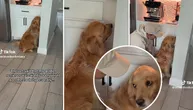Hoćete da posramite ovog psa? Kažite mu isto što i veterinar i gledajte kako odlazi u ćošak da se duri